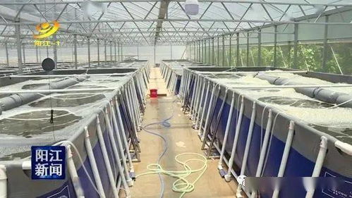 大手筆 投入7000多萬 搞對蝦封閉式工廠化循環水養殖,三階段跑道式養殖,養殖水體5200立方米