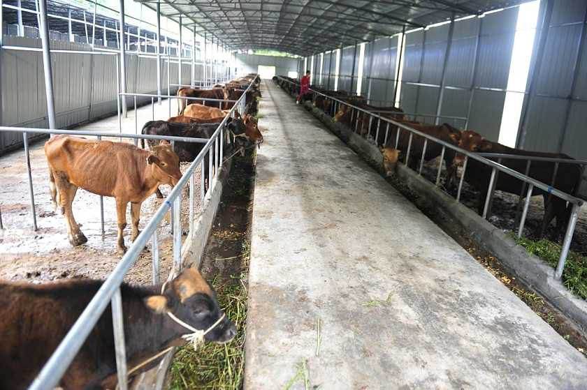 規模化肉牛養殖場的建設與管理