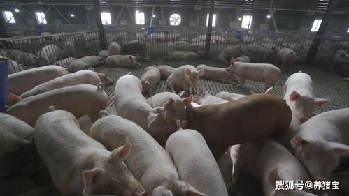 養豬寶飼料添加劑（育肥豬專用） 科學催肥，養殖增效利器