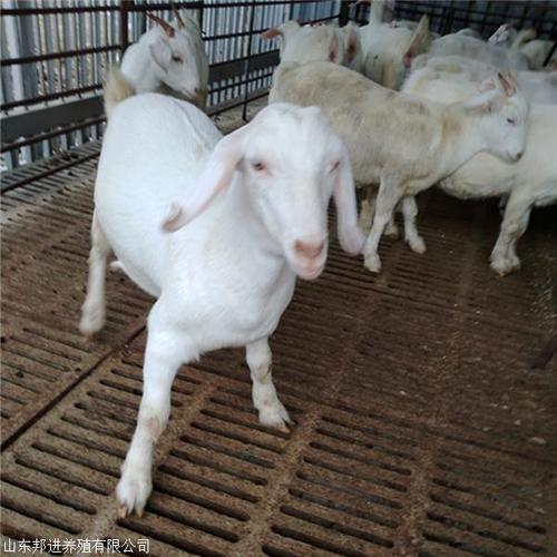 市長江路南站小區(qū)期待你的來電聯(lián)系方式山東邦進(jìn)養(yǎng)殖企業(yè)類型
