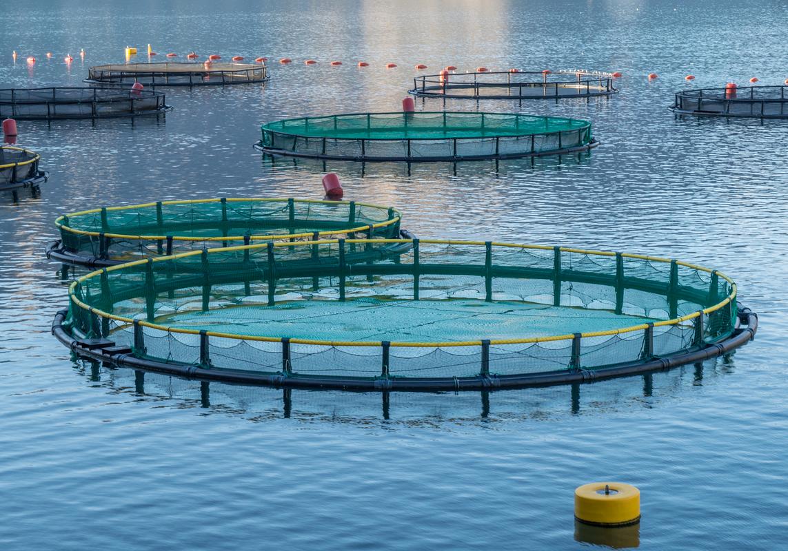 fishery standard公司計劃投資50億盧布興建現(xiàn)代化綜合性鱒魚養(yǎng)殖場